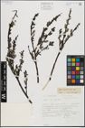 Foto von Salix hegetschweileri Heer
